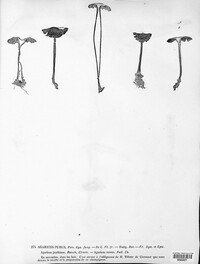 Mycena pura image